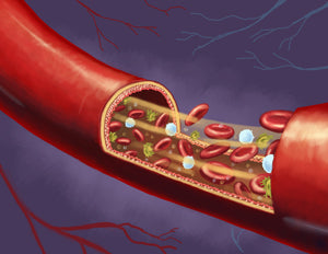 Blood Circulation