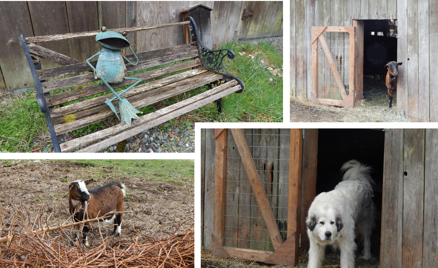 farmer frog's livestock guard dogs and goats